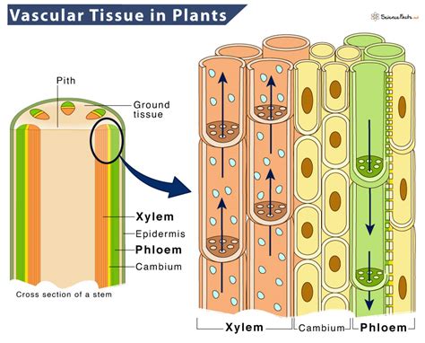 vascular plant意思|維管束植物